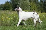 DOGUE ARGENTIN 058